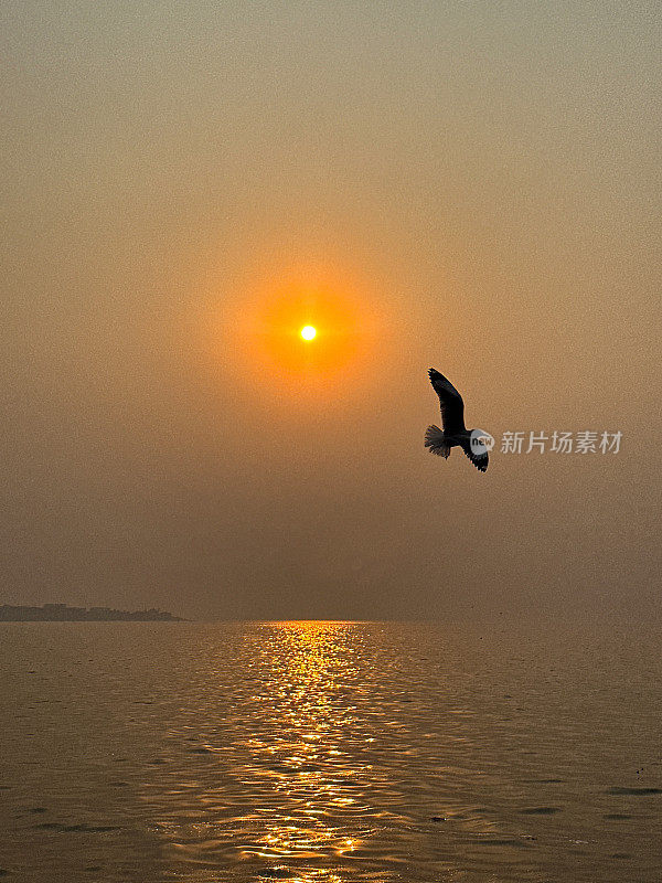 细嘴鸥(chricocephalus genei)在日落的天空中飞过海浪，夕阳带着橙色的光环在印度洋上空飞行，重点在前景，复制空间